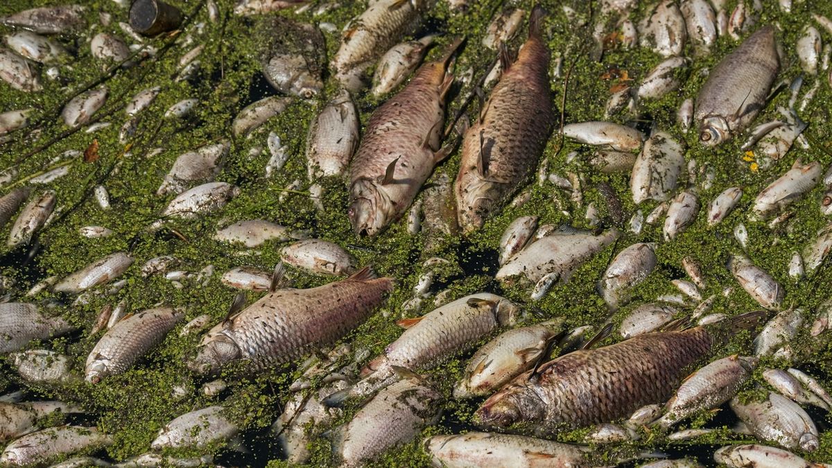 Rybáři řeší další hromadný úhyn ryb v Dyji